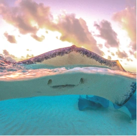 activities-swimming-with-stingrays
